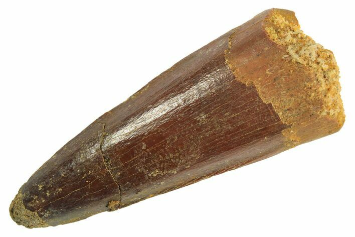 Fossil Spinosaurus Tooth - Real Dinosaur Tooth #296938